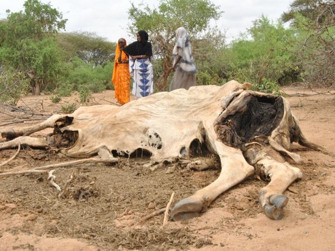 Women stand beside the carcass of a cow that died of lack of pasture in Saka, Garissa County. /THOMSON REUTERS FOUNDATION